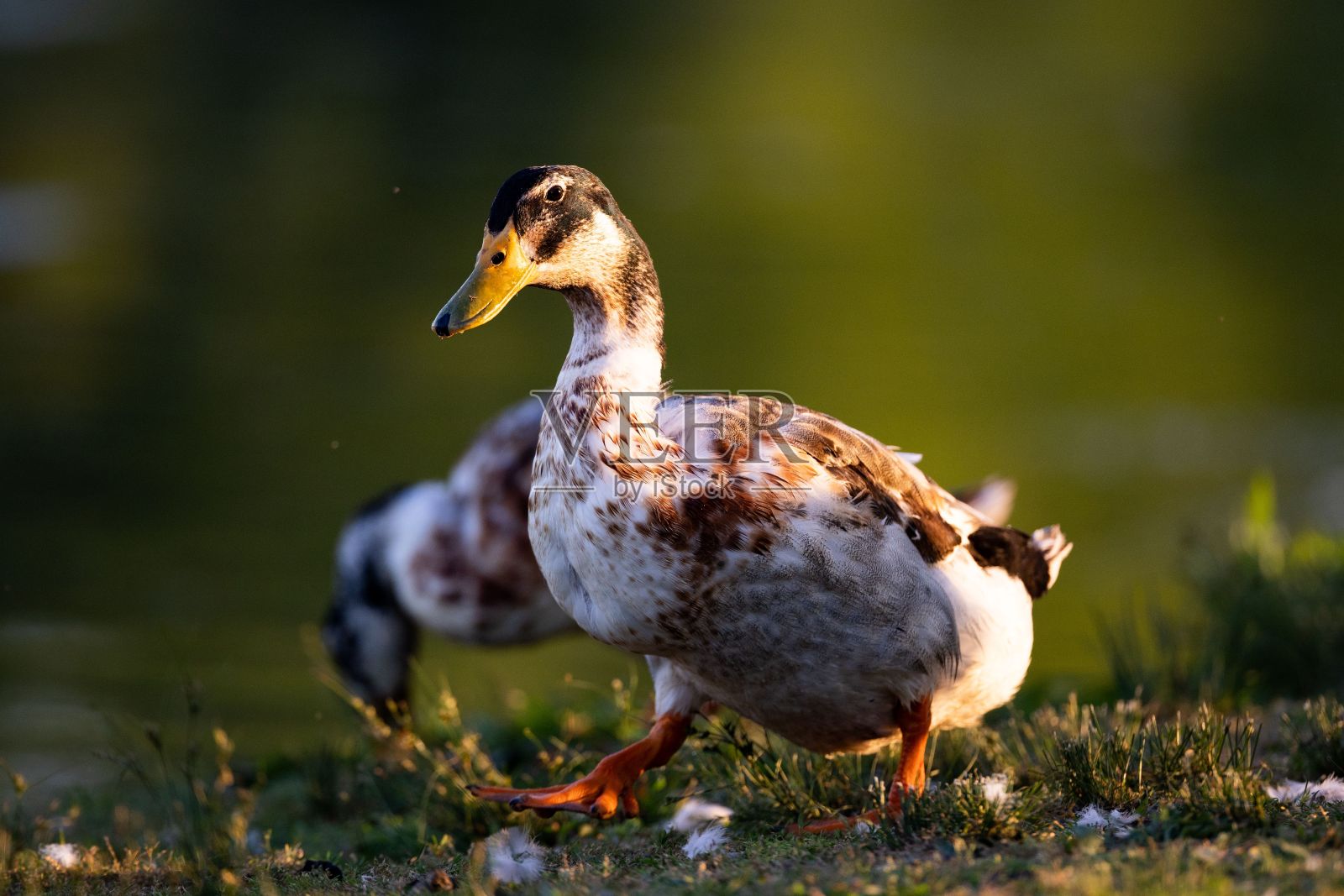印度跑鸭在草地上的特写，背景模糊照片摄影图片