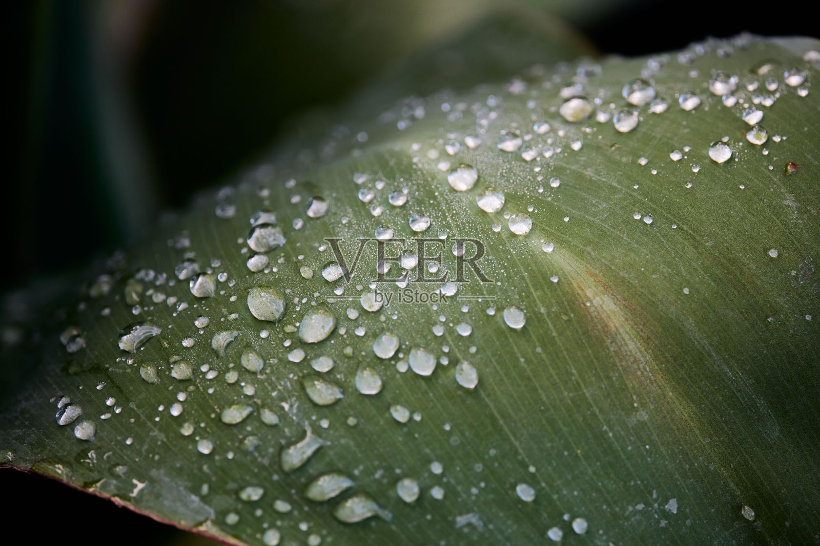 水珠在南非大自然的细节照片摄影图片