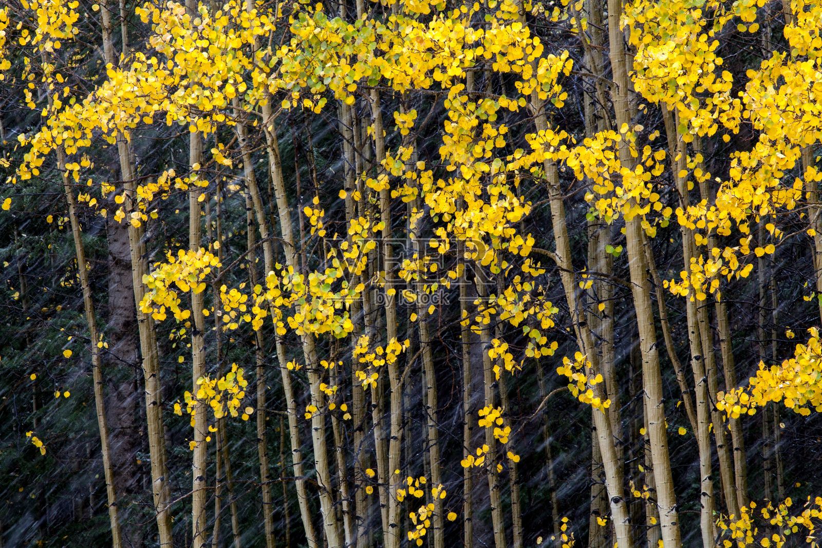 冬天，科罗拉多州一棵被雪覆盖的金色白杨树的风景如画照片摄影图片