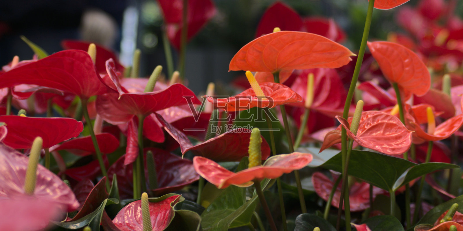 一大群火烈鸟花童站成一排，形象生动，色彩鲜艳照片摄影图片