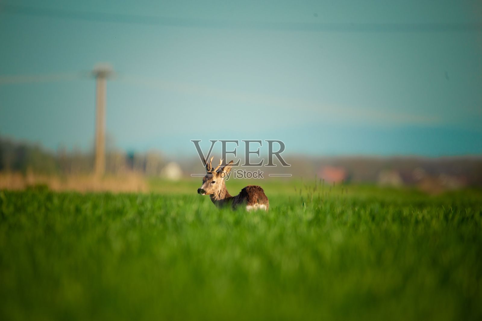 在一个阳光明媚的日子里，鹿在草地上的选择性聚焦照片摄影图片