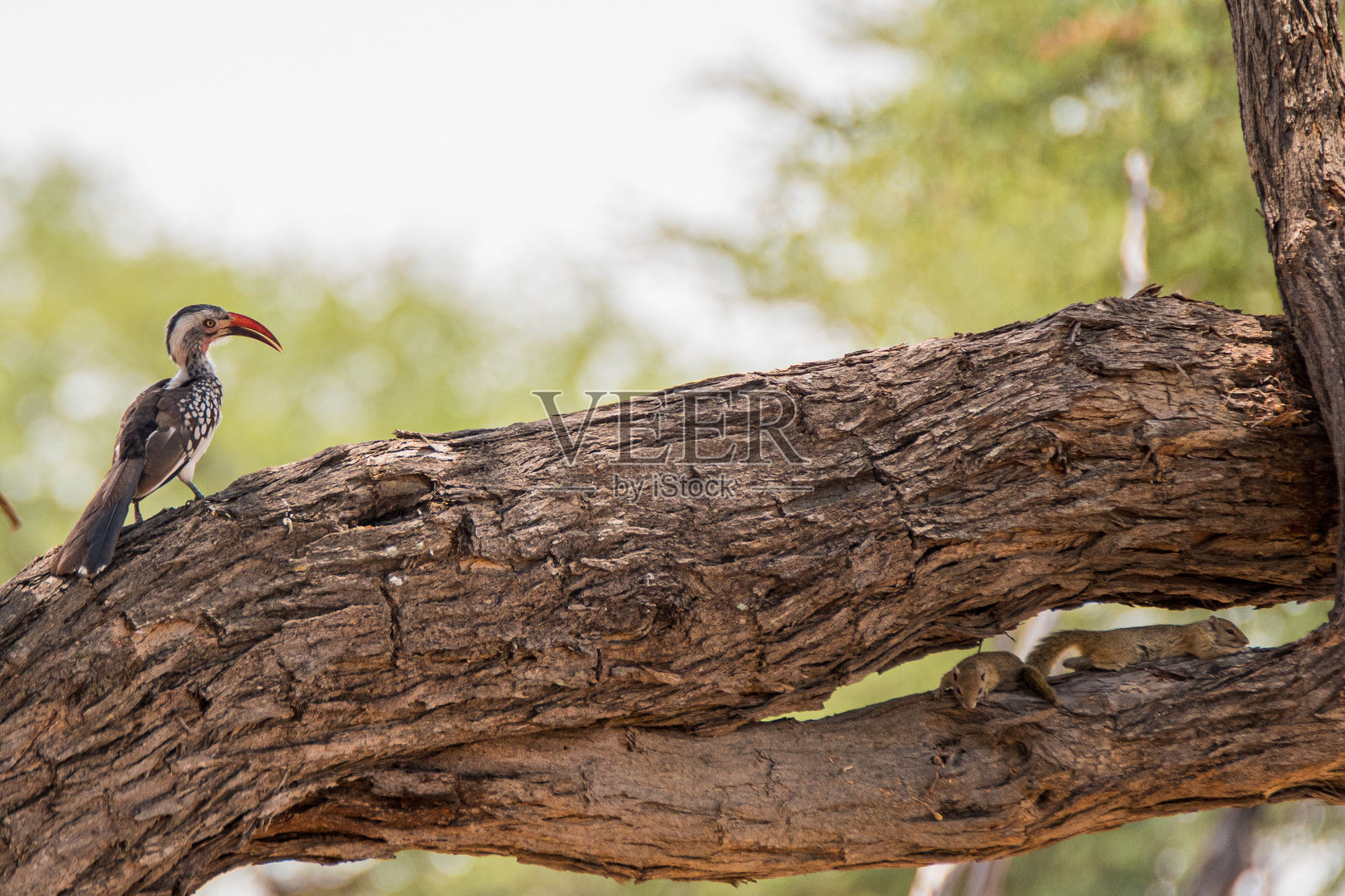 栖息在树枝上的南方黄嘴犀鸟照片摄影图片