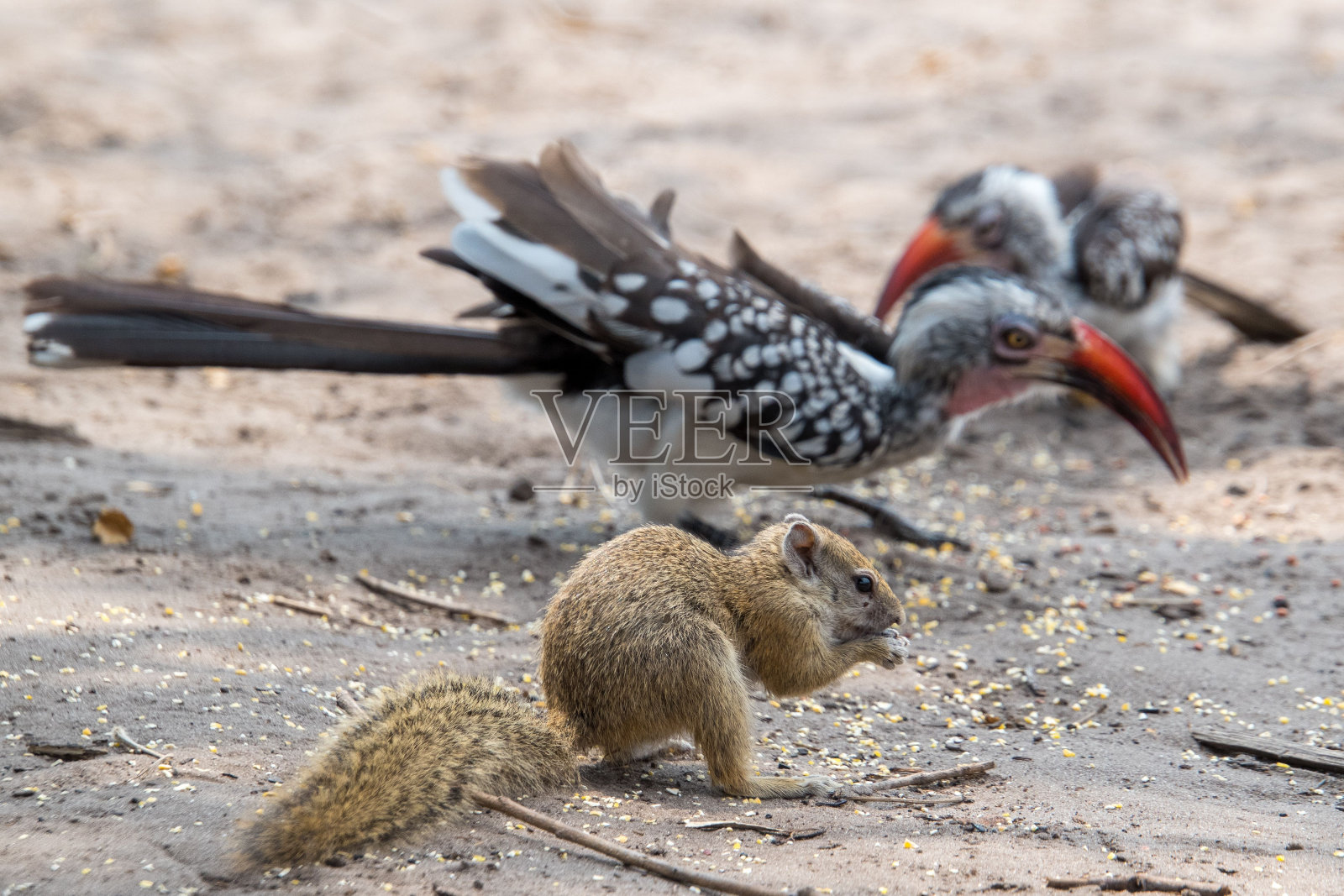 小毛岩松鼠在尘土地上的背景鸟照片摄影图片