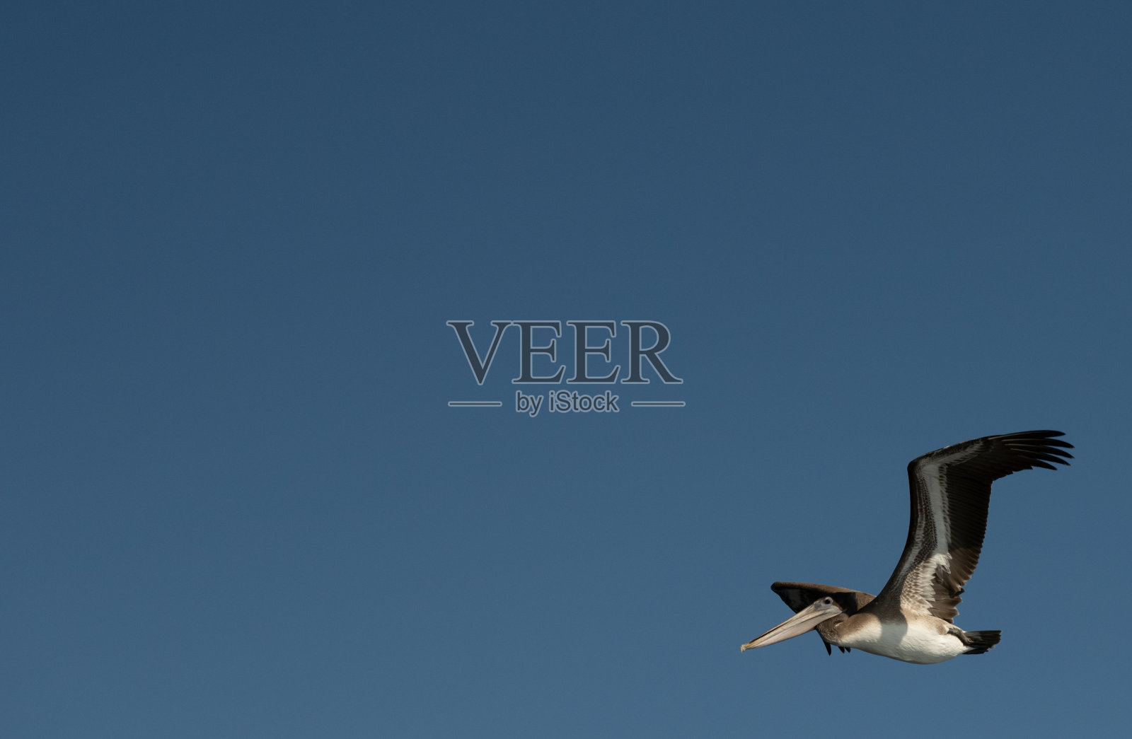 飞翔的鹈鹕在底部角落对着蓝天照片摄影图片