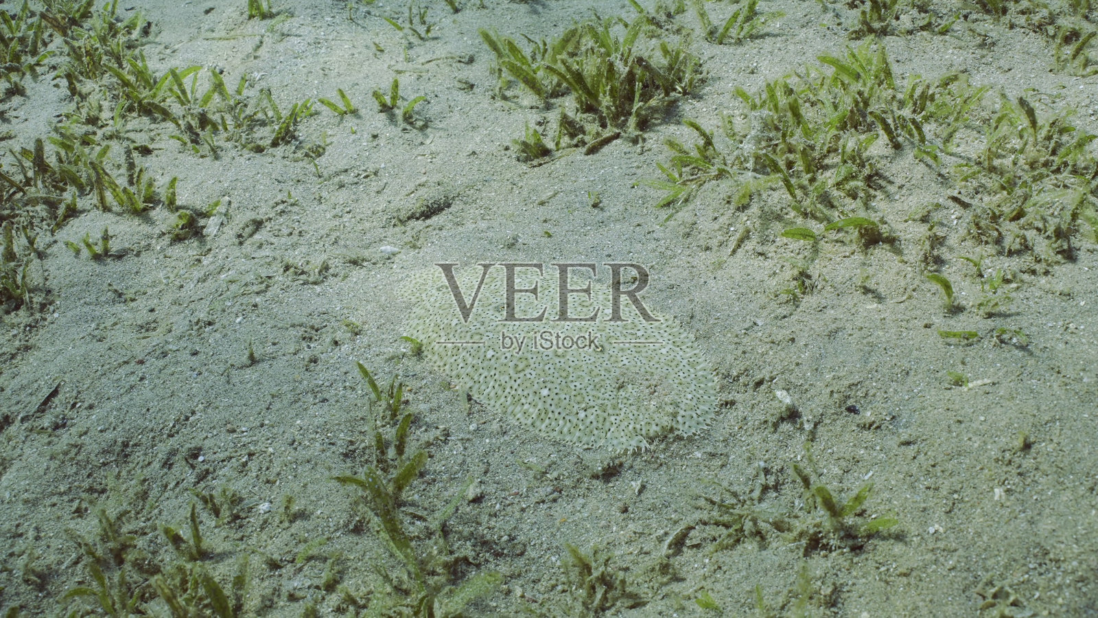 阳光明媚的日子里，比目鱼藏在沙底。豹纹鲆特写，红海，埃及照片摄影图片