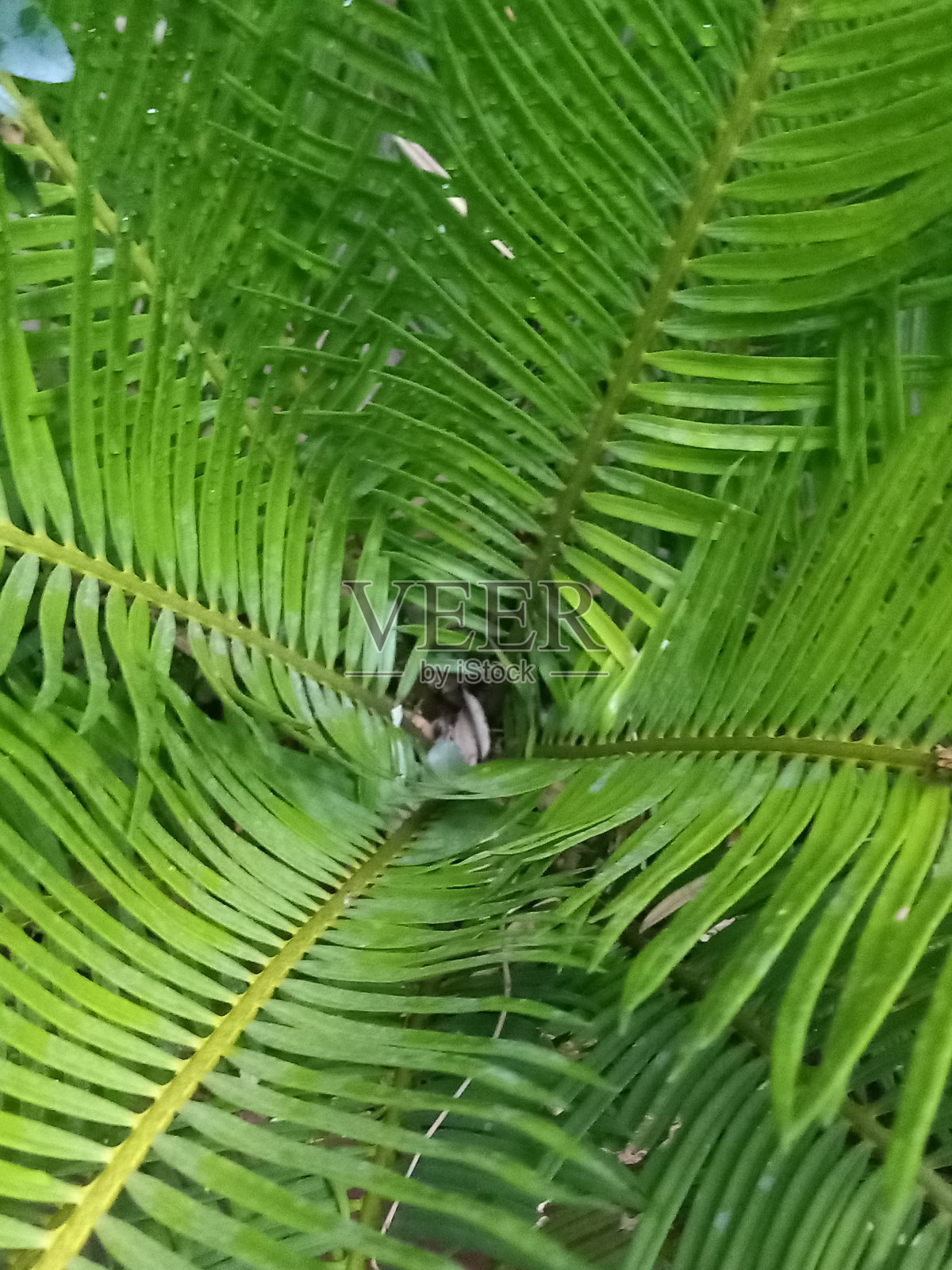 绿棕榈照片摄影图片