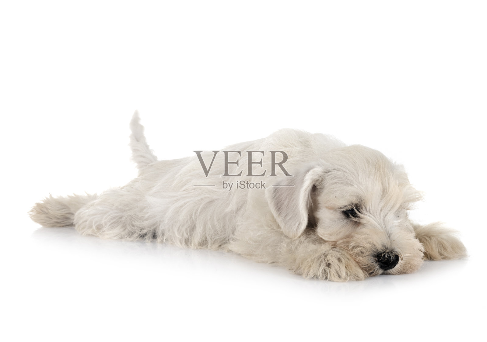 迷你雪纳瑞在工作室照片摄影图片