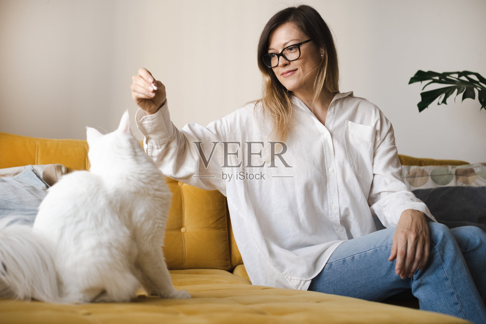 穿着白衬衫，戴着眼镜的年轻迷人的黑发白人女子坐在室内黄色的沙发上和毛茸茸的大猫玩耍。友情、关怀、游戏带有宠物的概念。文本复制空间照片摄影图片