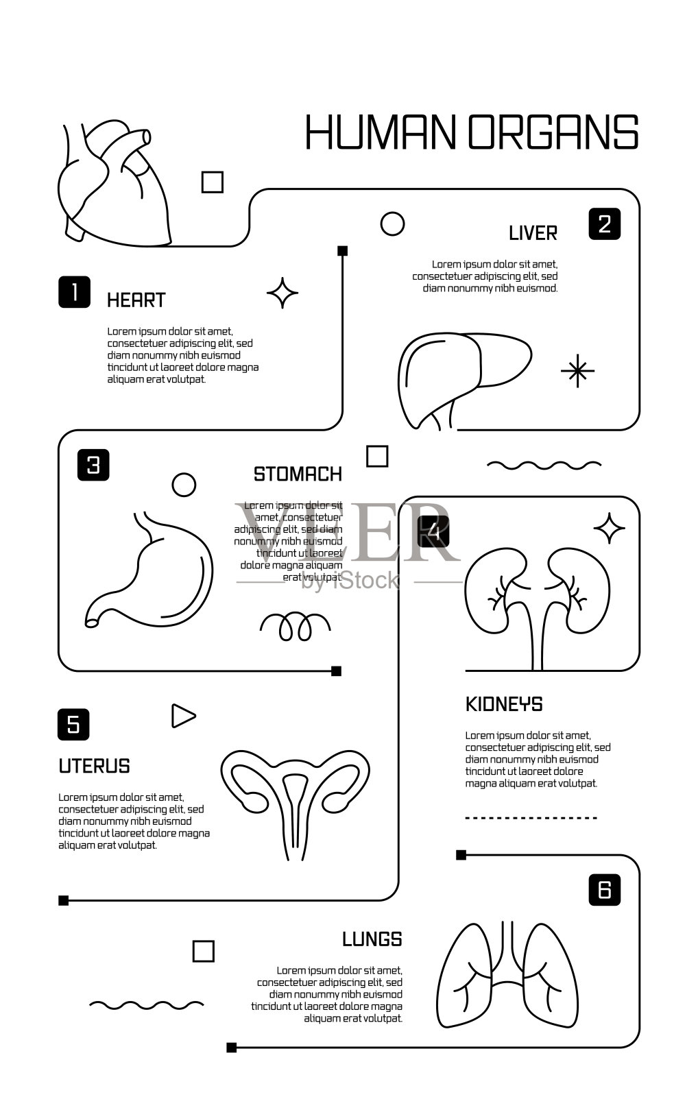 人体器官和解剖相关矢量横幅设计概念，现代线条风格与图标插画图片素材