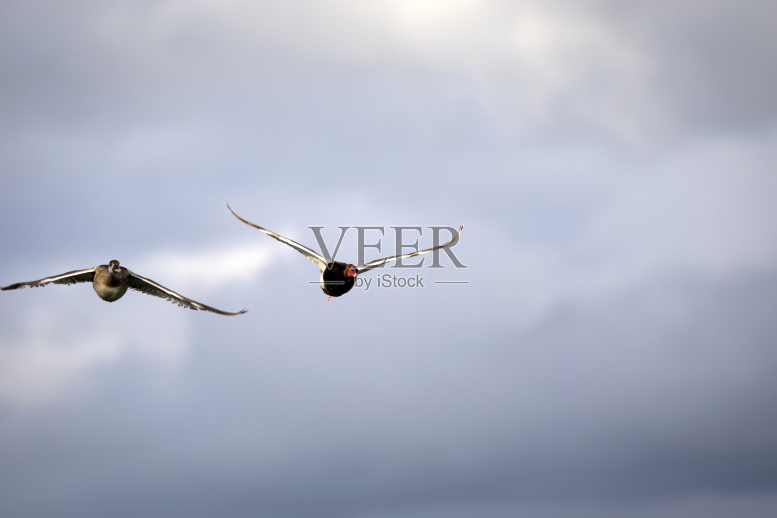 会飞的鸭子。蓝天背景。鸭子:红冠潜鸭。(内特rufina)照片摄影图片