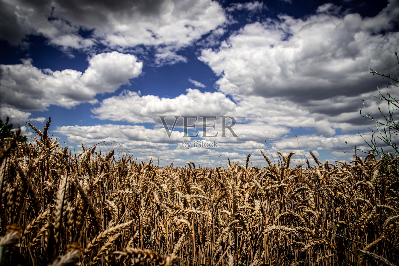 麦田和白云照片摄影图片