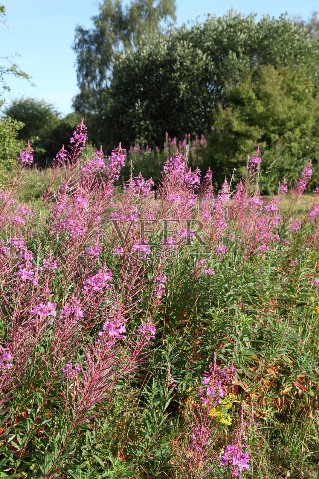 蔷薇草照片摄影图片