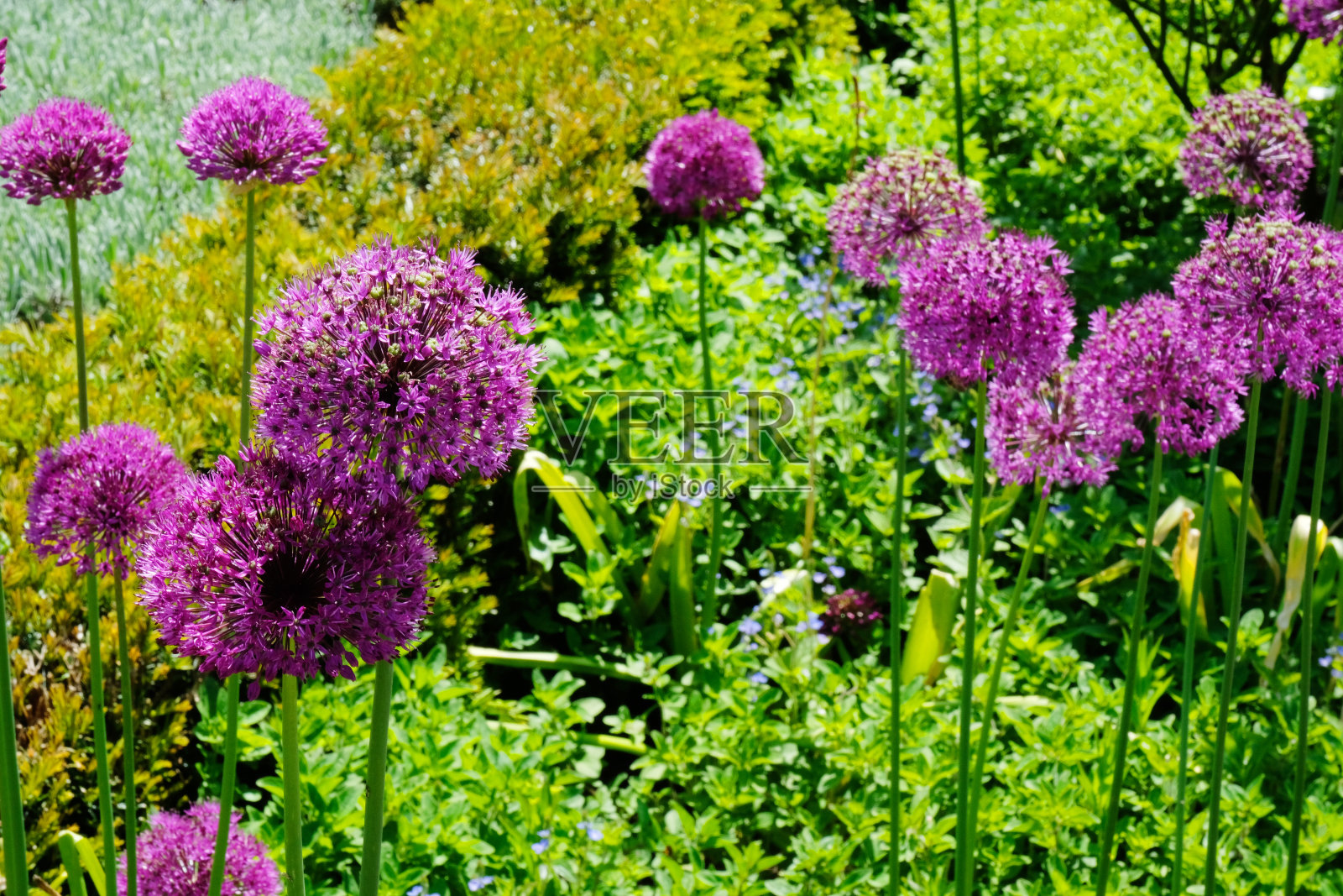 开花紫葱照片摄影图片