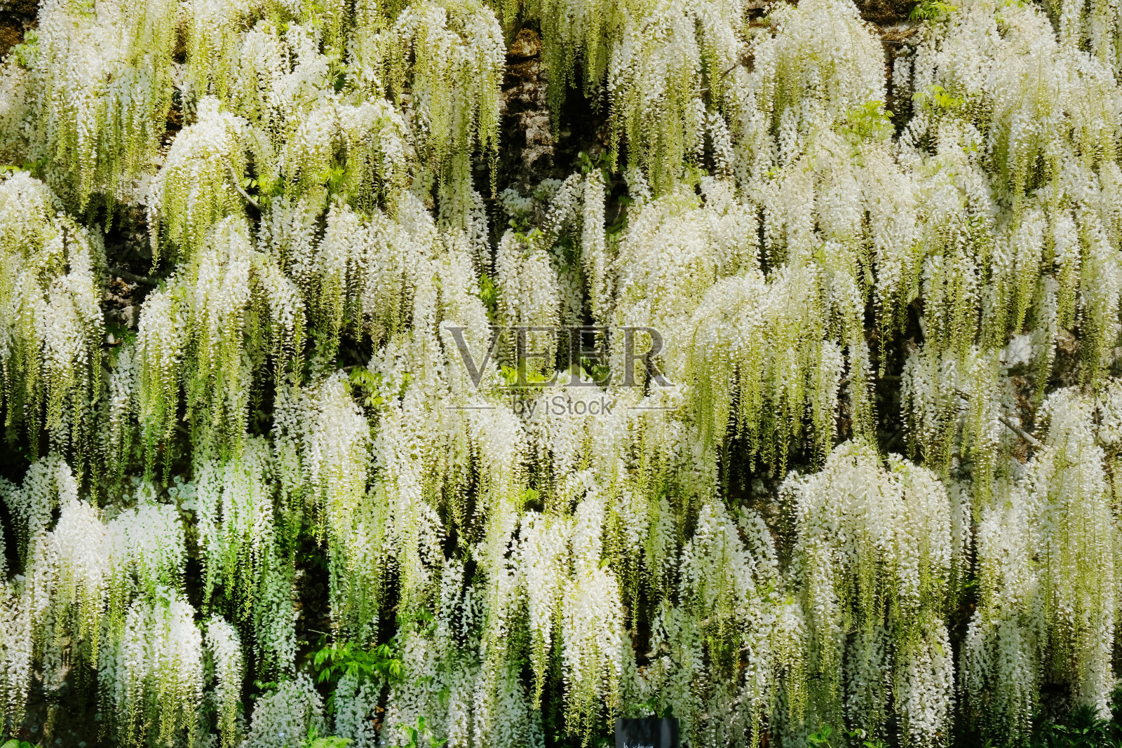 开花紫藤照片摄影图片