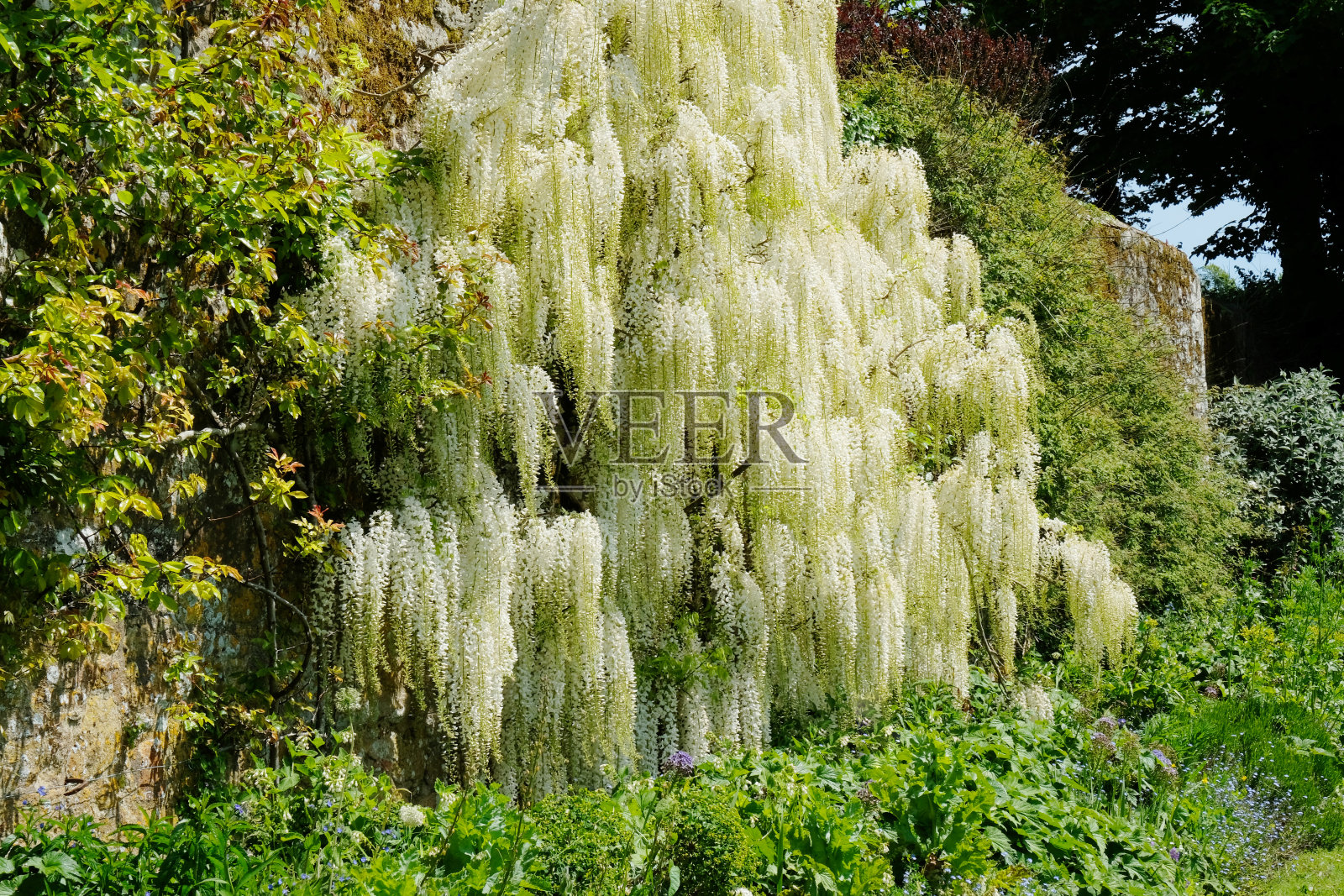 开花紫藤照片摄影图片