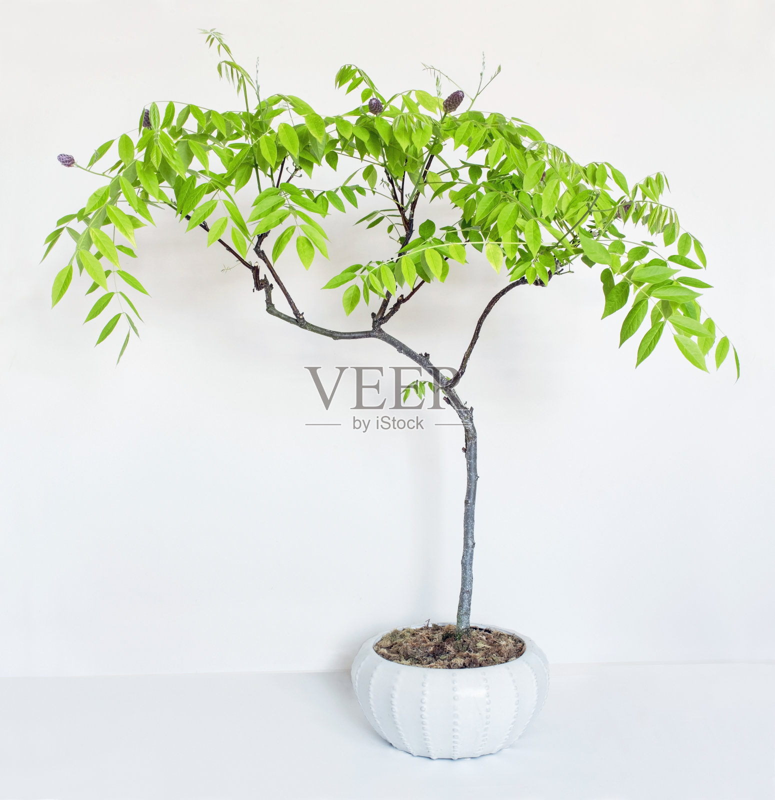 种植美国紫藤盆景树照片摄影图片