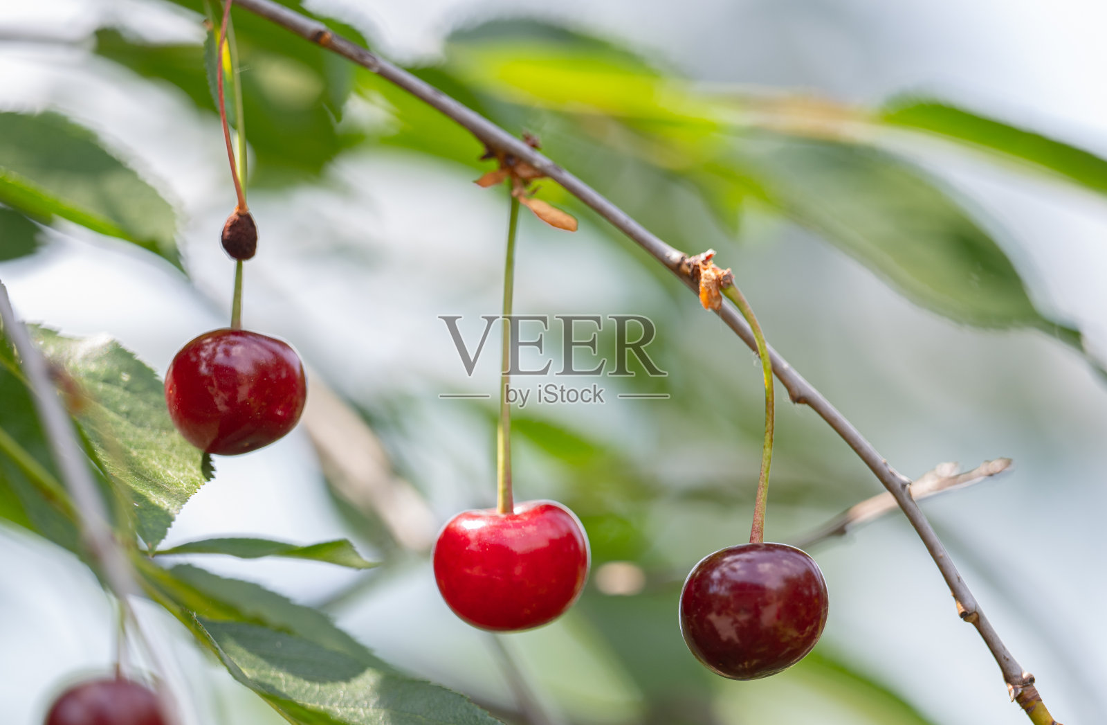 树上的樱桃浆果特写照片摄影图片