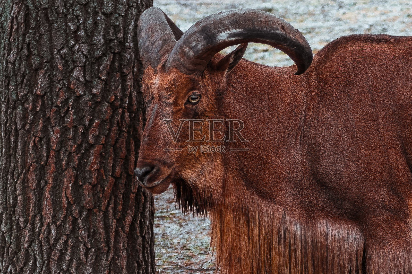 一只巴巴利羊靠近一棵树的肖像照片摄影图片