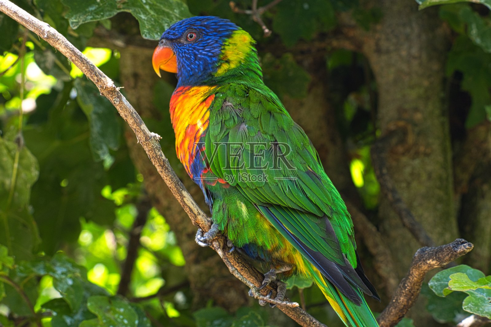 鹦鹉的照片和特写照片摄影图片