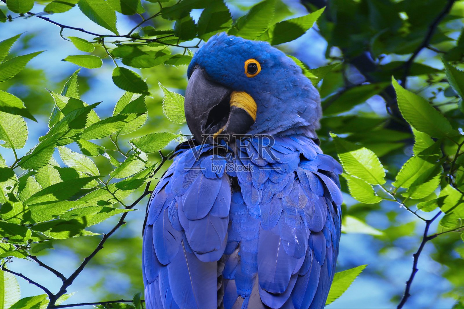 鹦鹉的照片和特写照片摄影图片
