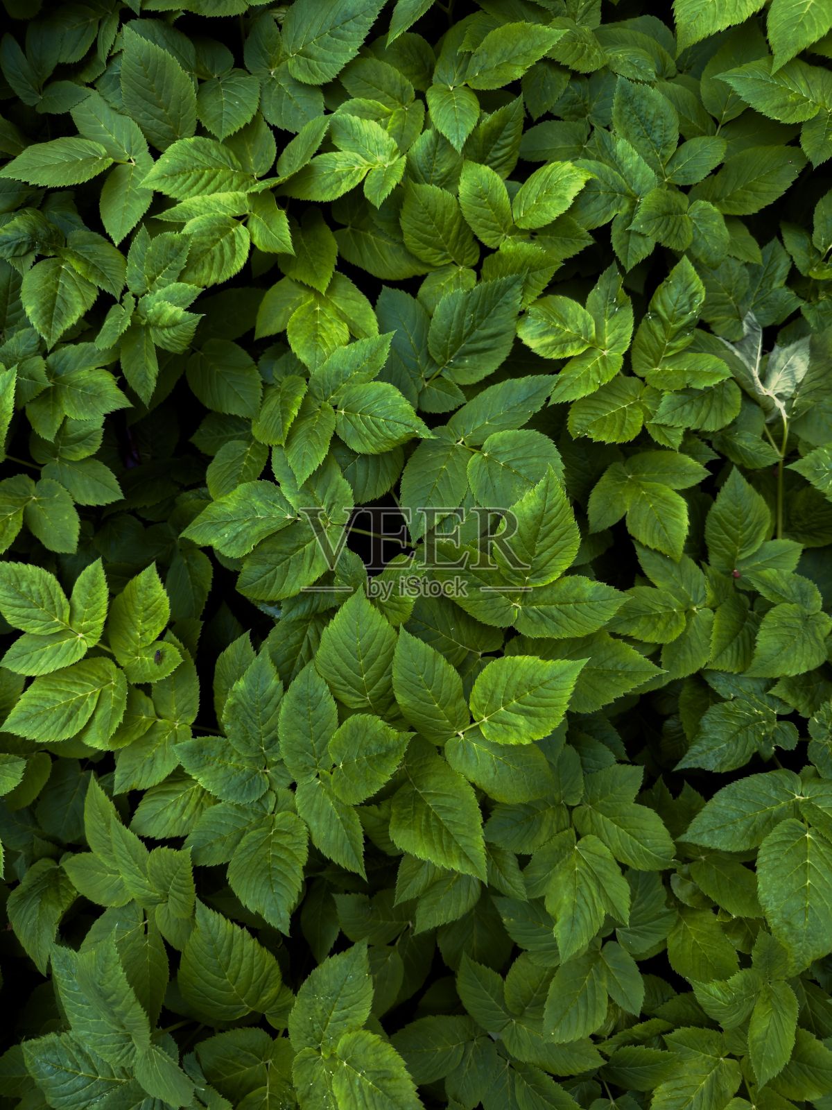 郁郁葱葱，绿油油的植物和树木照片摄影图片