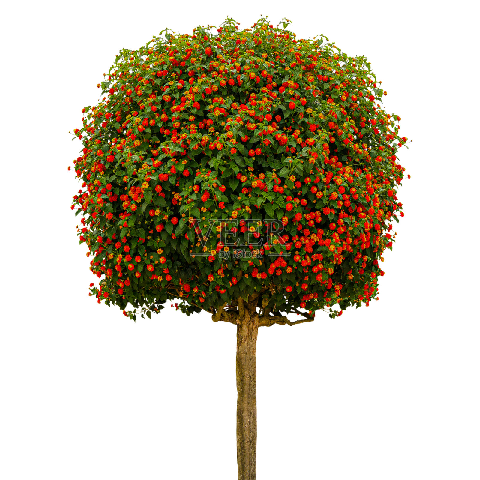 兰塔纳卡马拉，哭泣，小红莓修剪路径在白色孤立的背景照片摄影图片