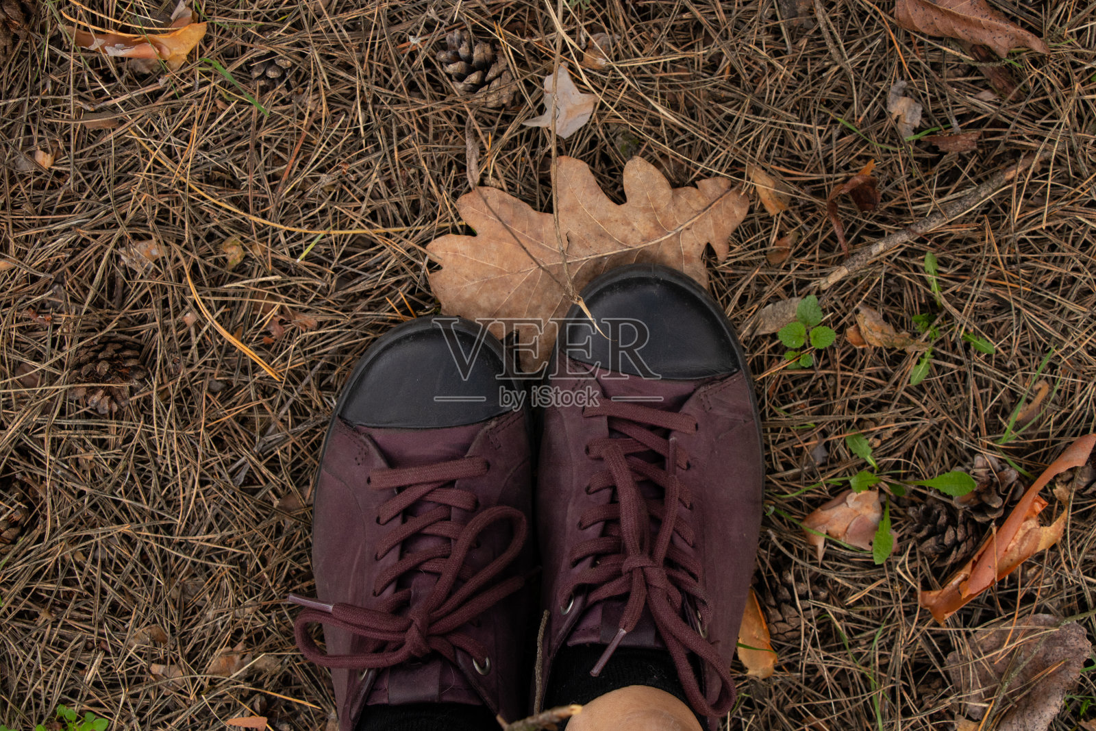 背景是森林，圣诞树上的针和女性运动鞋的俯视图照片摄影图片