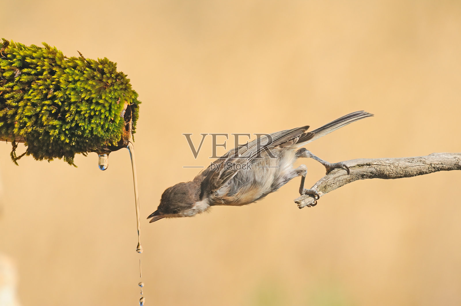 鸟儿在喷泉里饮水照片摄影图片