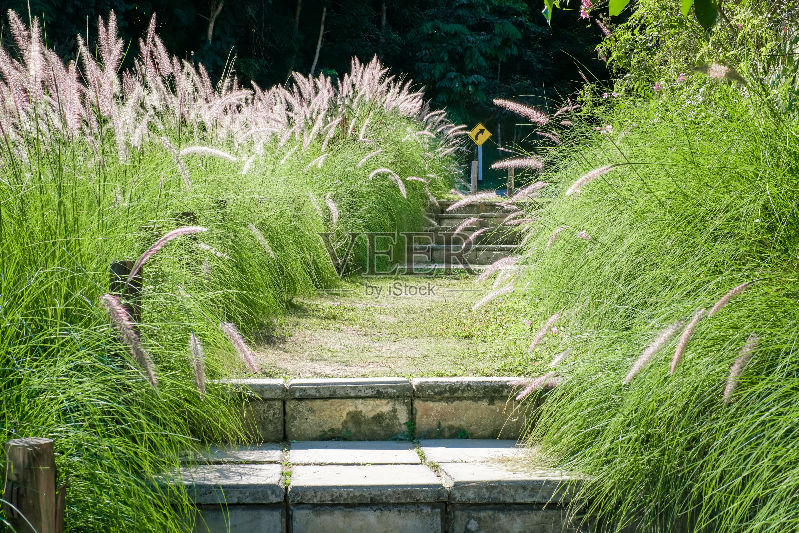 路边的花草在傍晚的阳光下照片摄影图片