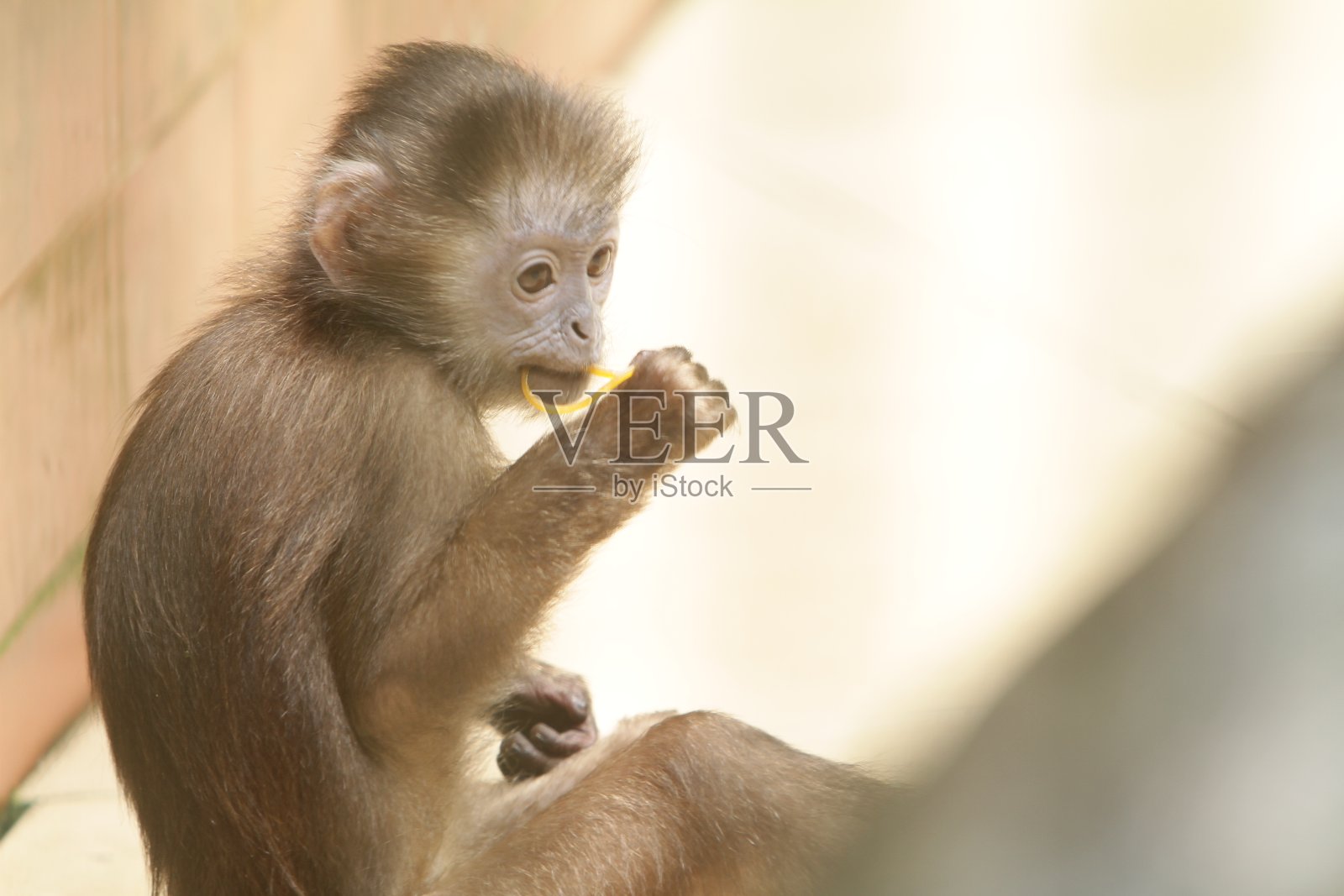 可爱的照片摄影图片
