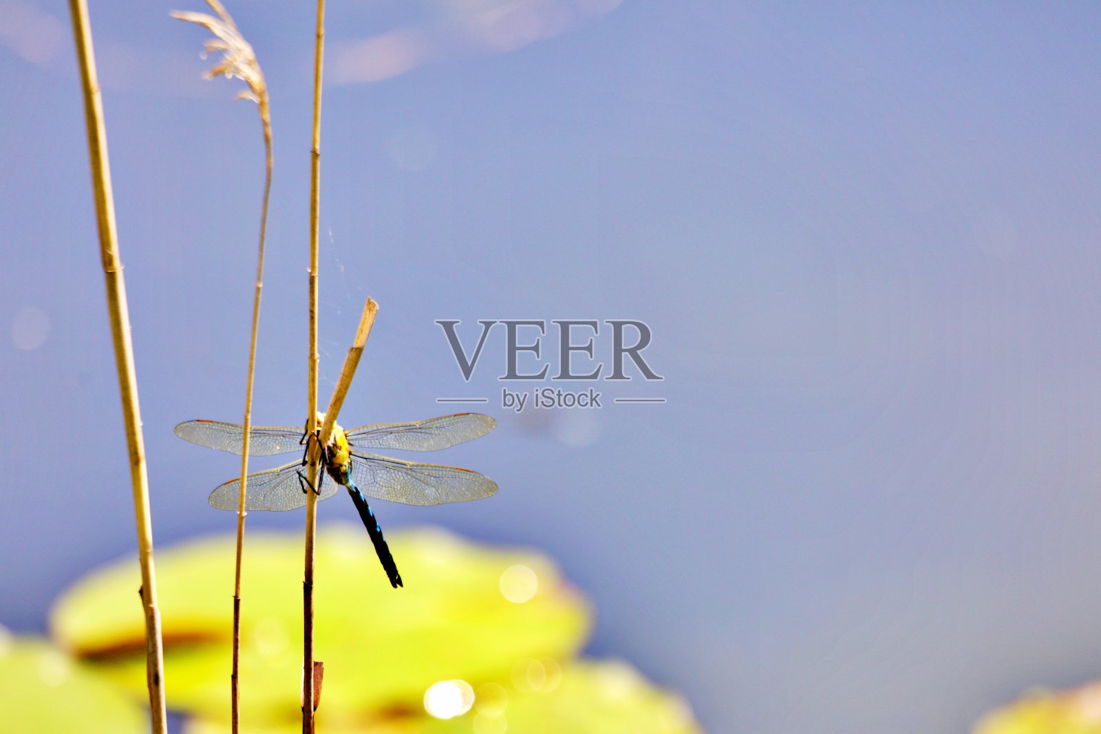 水上蜻蜓照片摄影图片