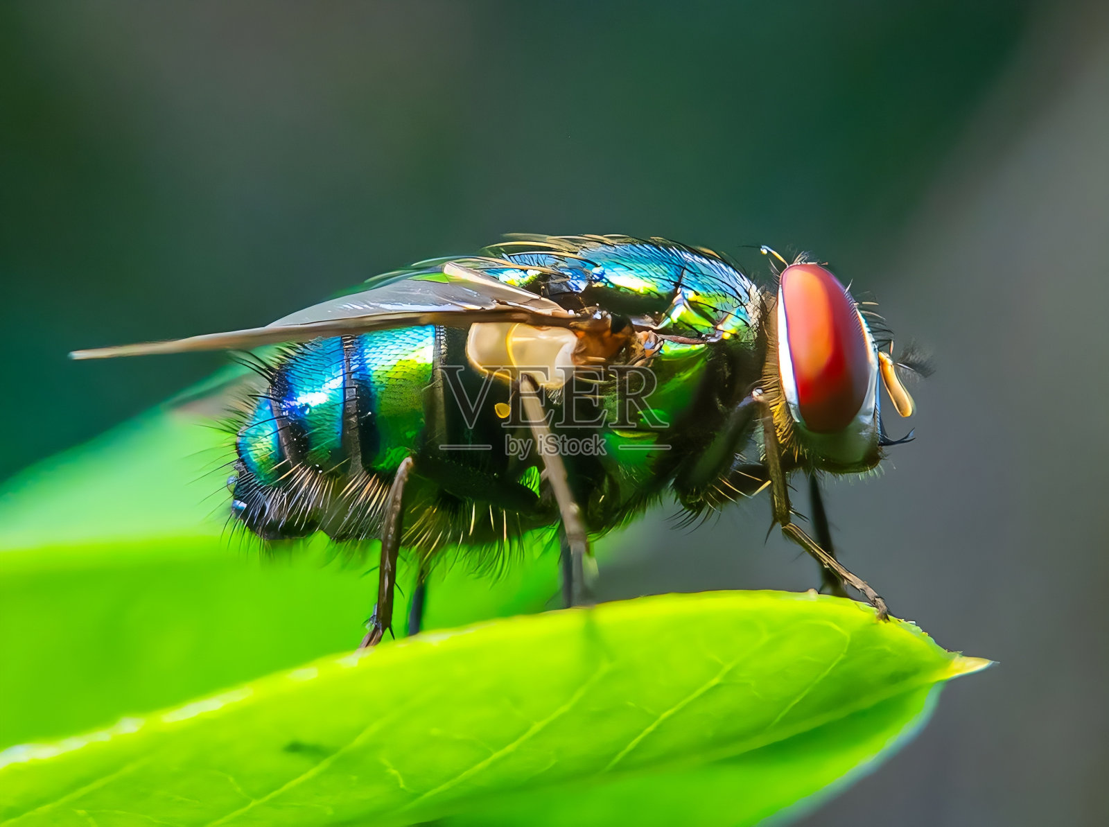绿色飞。照片摄影图片