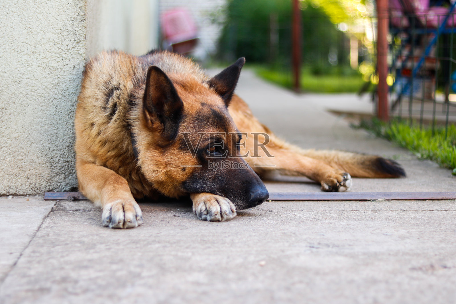 德国牧羊犬休息照片摄影图片