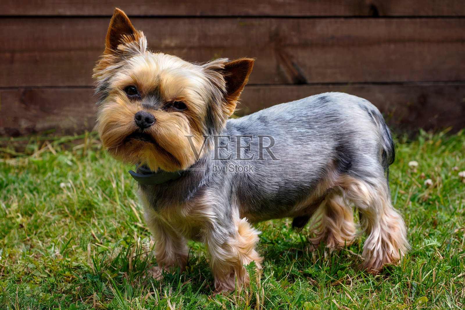 约克夏梗(迷你约克)是一种非常受欢迎的小狗，有着迷人的颜色，约克夏梗与吉祥物无关-它精力充沛，聪明勇敢，愿意表现出它的独立性。照片摄影图片