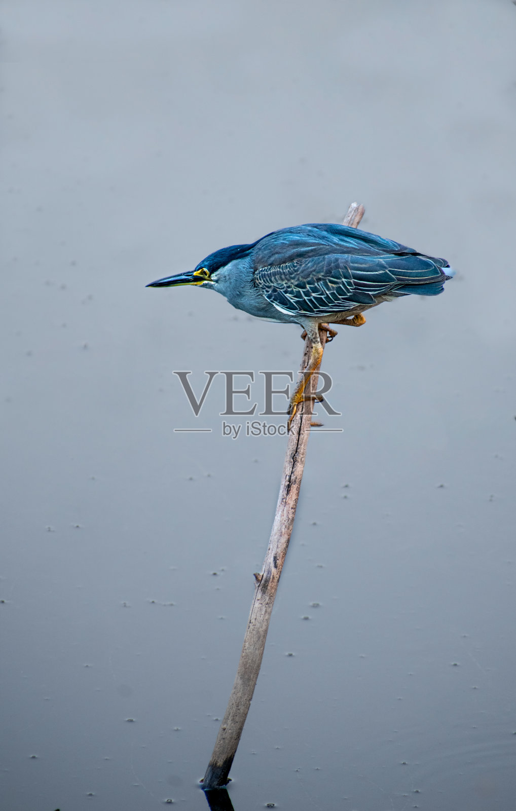 印度的鸟照片摄影图片