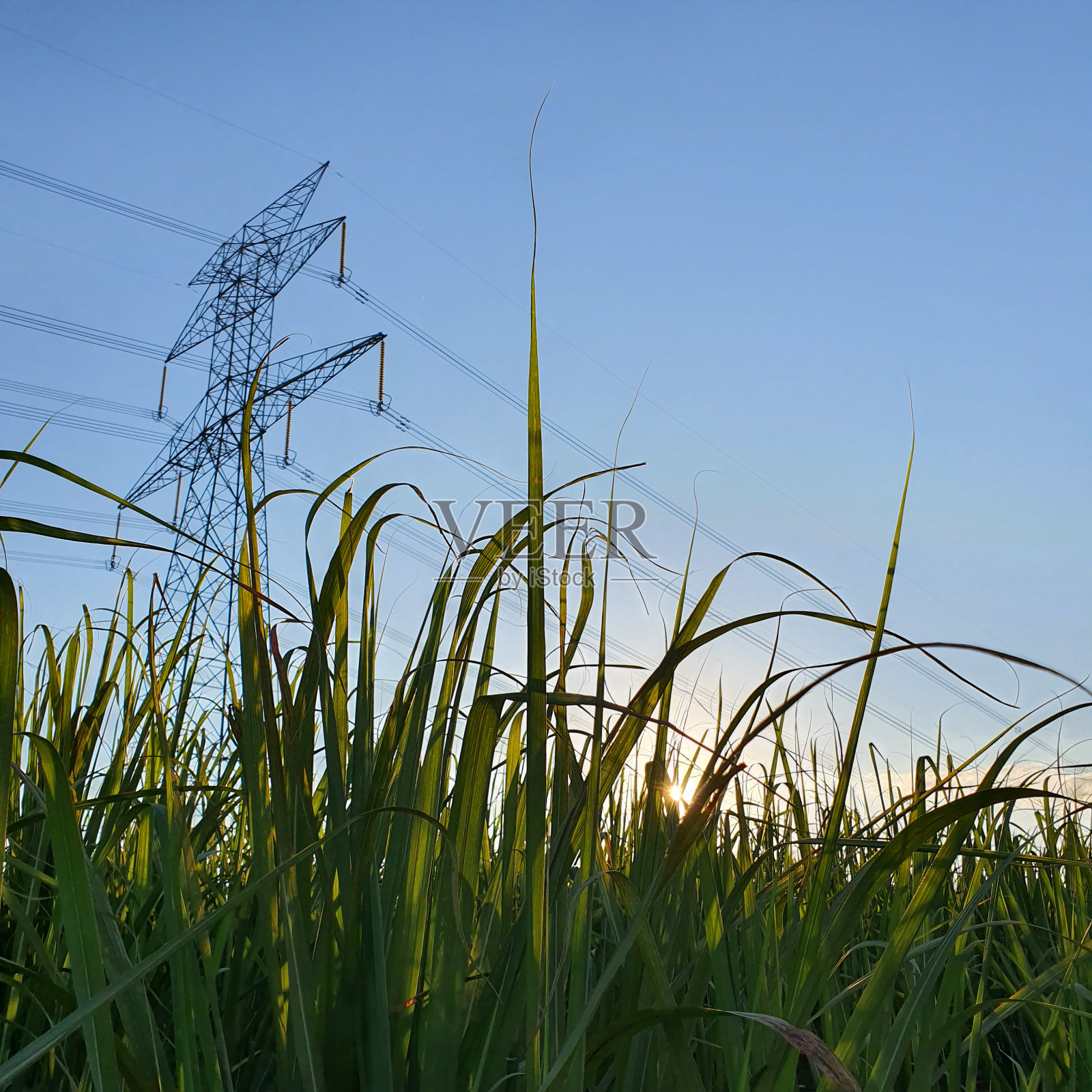 电，太阳和甘蔗照片摄影图片