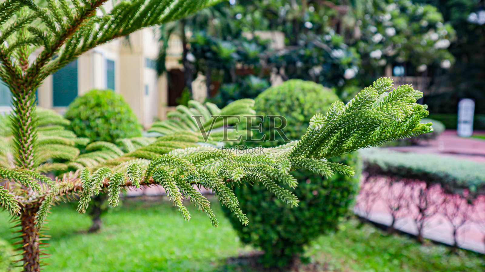 花园中的绿色木麻黄照片摄影图片