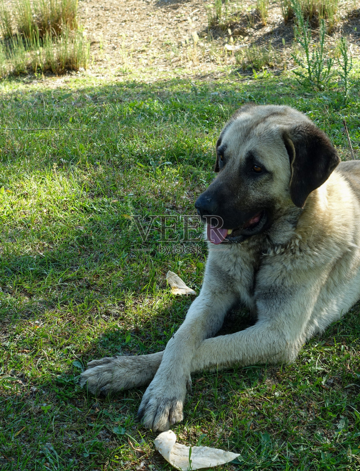 长长的舌头和牙齿从狗的侧面伸出来，照片摄影图片