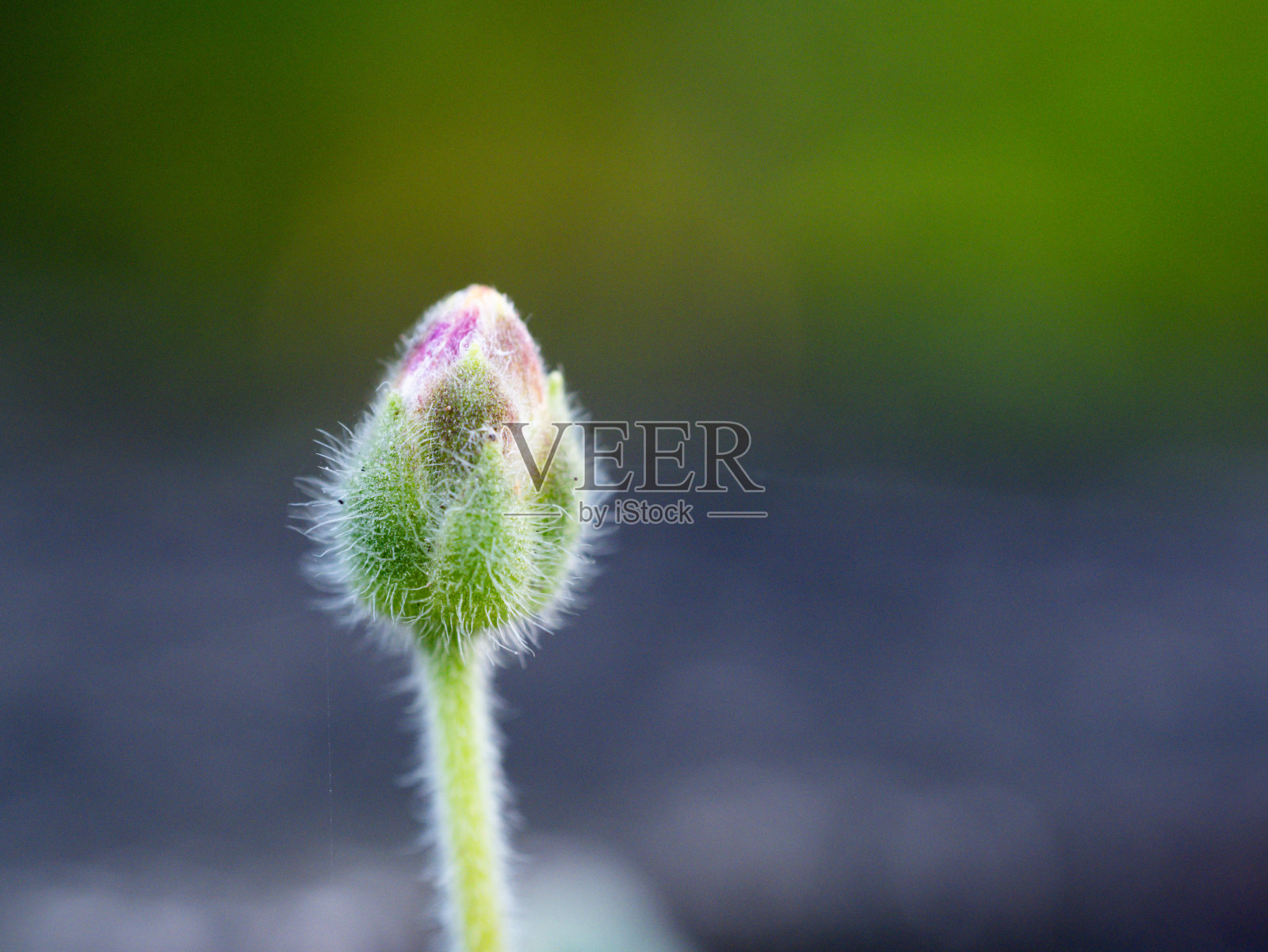 新兴的美:花蕾在郁郁葱葱的绿色背景下照片摄影图片