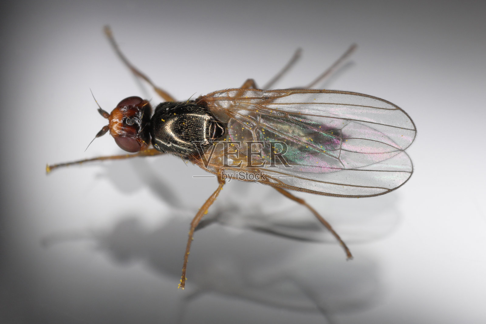 成虫胡萝卜根蝇，又称蔷薇。玻璃上的俯视图。照片摄影图片