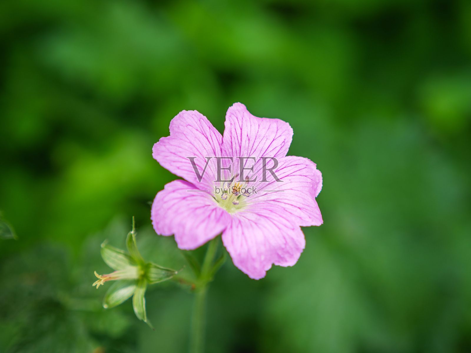 一张淡紫色的鹤嘴花的特写，在生机勃勃的绿叶衬托下生长照片摄影图片