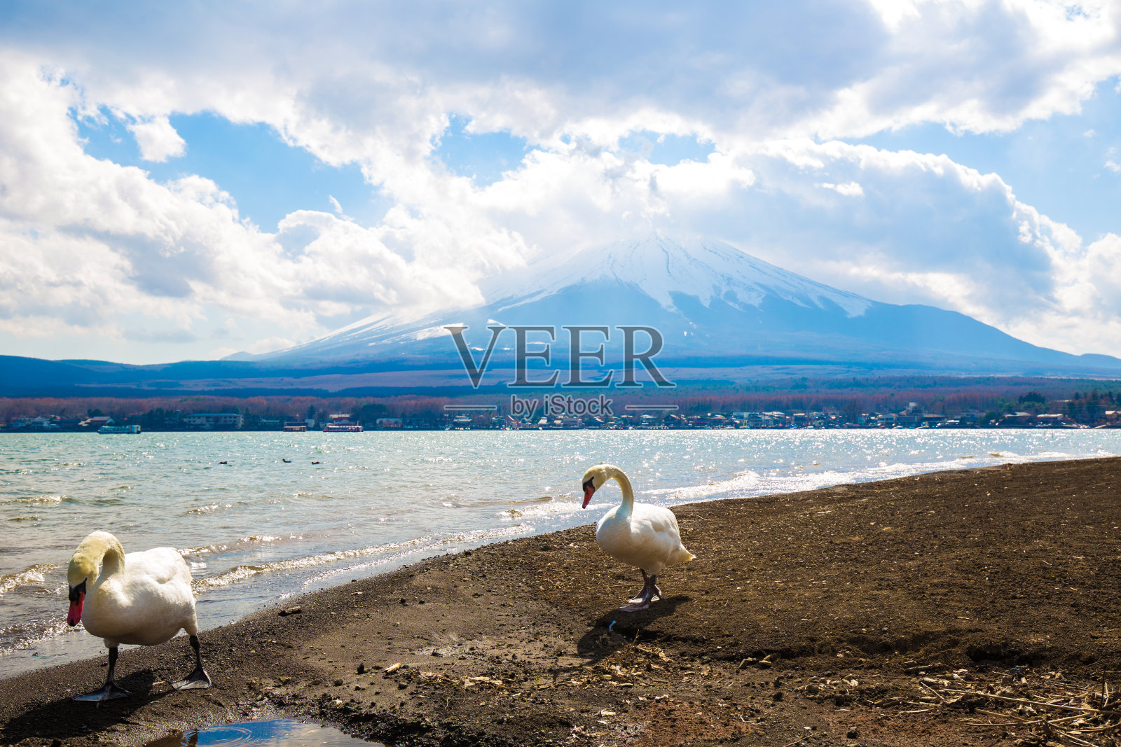 山中子湖岸边的白天鹅照片摄影图片