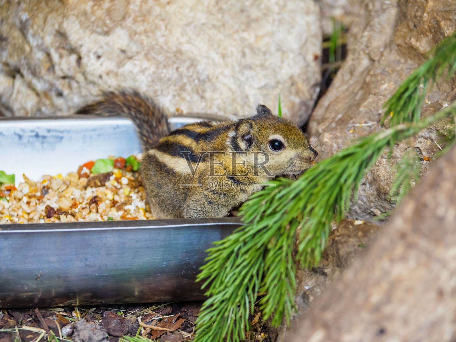 可爱的花栗鼠站在它的饭碗里照片摄影图片