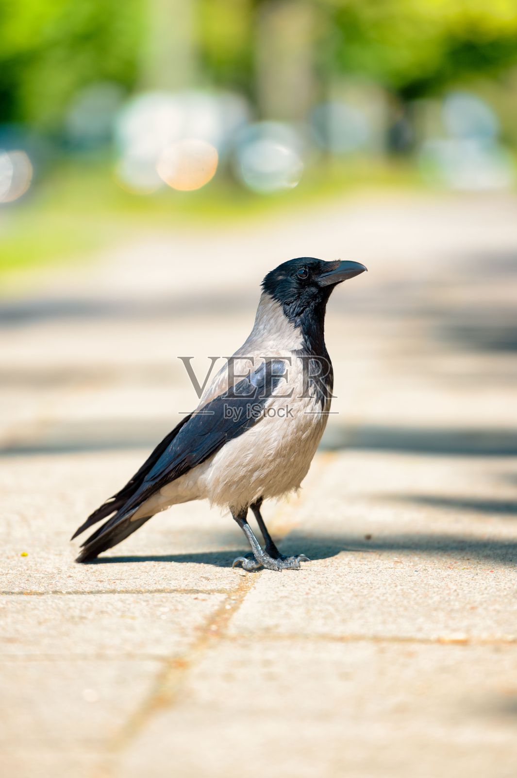 灰色的乌鸦站在阳光下的人行道上照片摄影图片