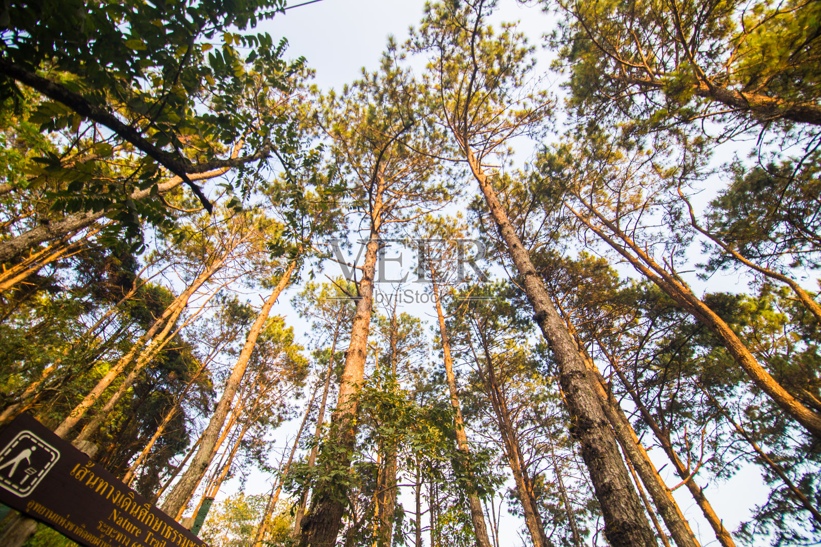 山上的冬林青松照片摄影图片