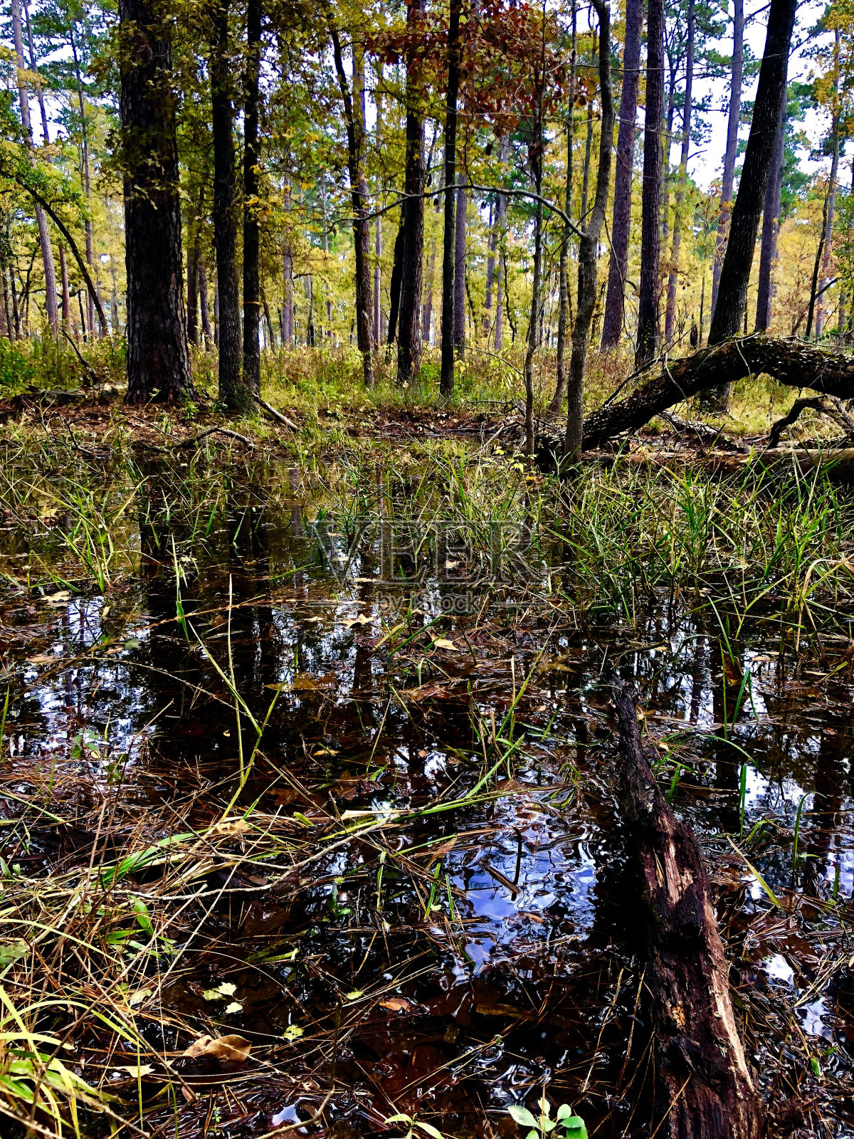 山姆休斯顿国家森林照片摄影图片