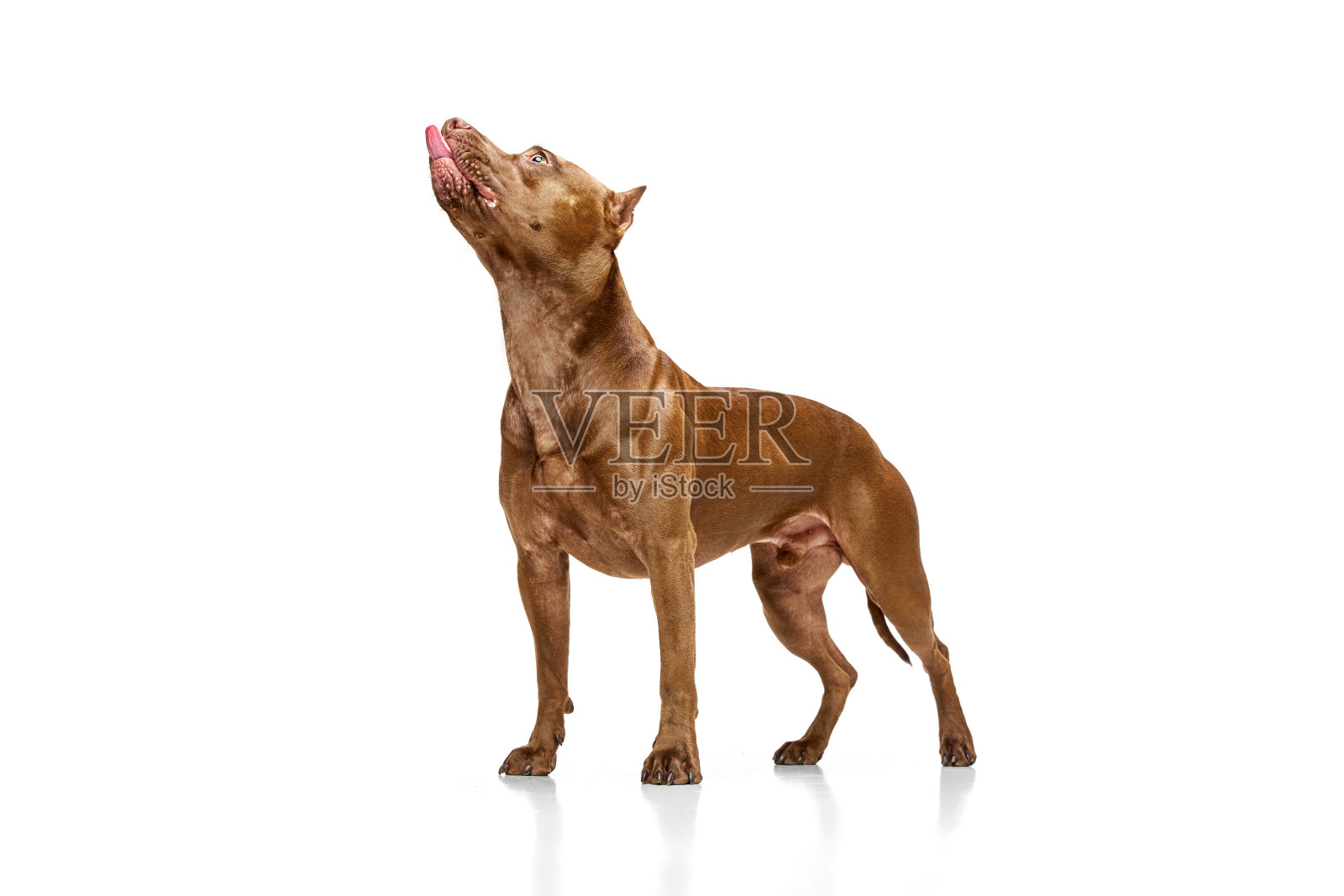 强壮，肌肉发达，纯种的美国斗牛犬站在白色的工作室背景照片摄影图片