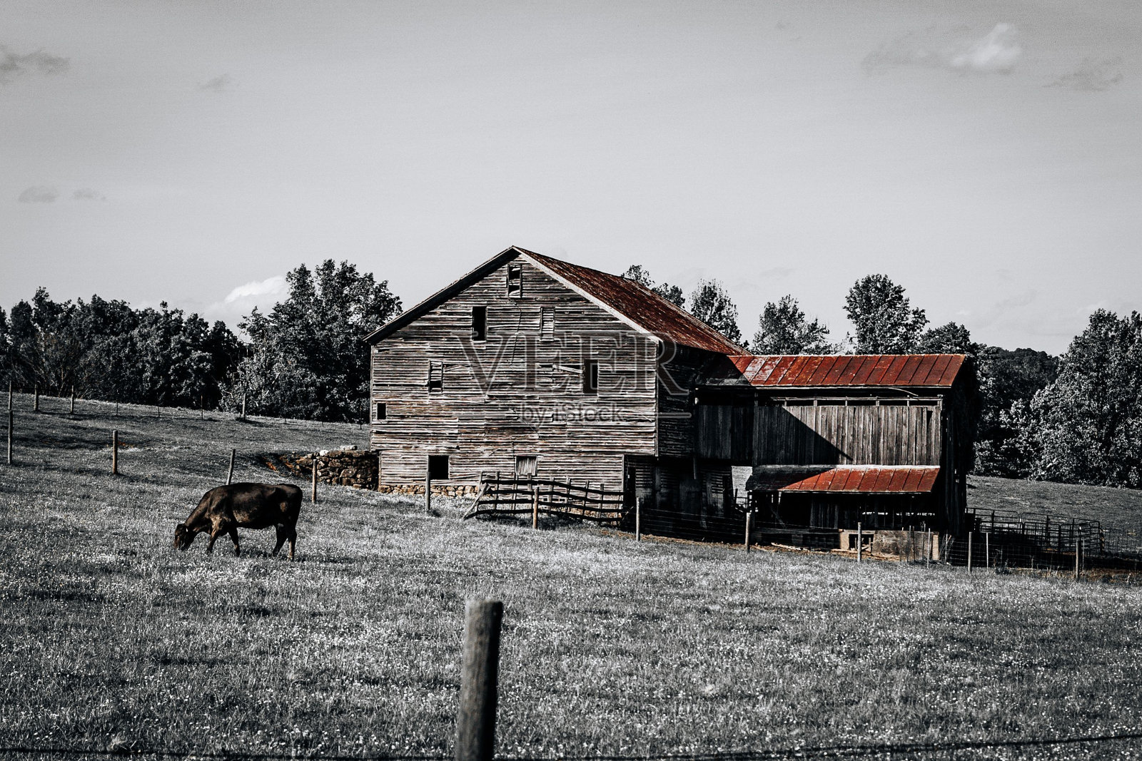 奶牛在一个乡村小农场附近一片郁郁葱葱的草地上平静地吃草照片摄影图片