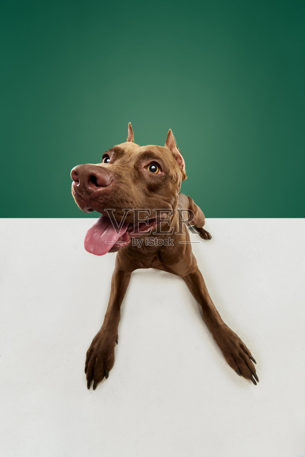 美丽的纯种美国斗牛犬愉快地躺在地板上绿色工作室的背景照片摄影图片