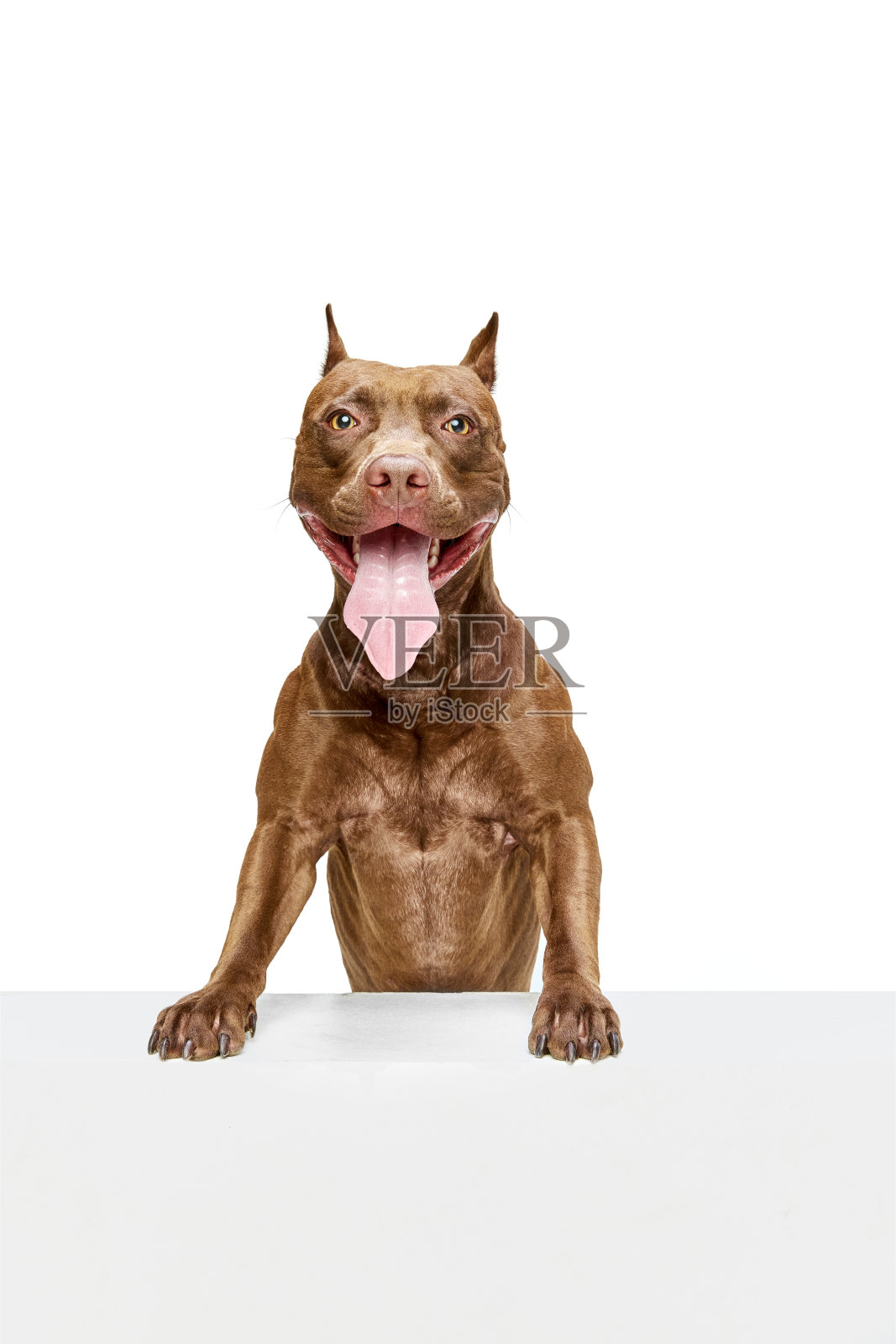 正面，纯种美国斗牛犬坐在与舌头伸出白色工作室背景照片摄影图片